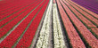 tulip field 33