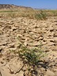 plante sur un sol aride