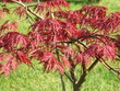 acer