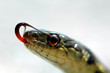 closeup of a snake's head closeup of a snake's head