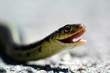 a snake about to strike