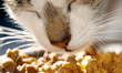cat food