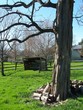 Photo: dead tree dead tree