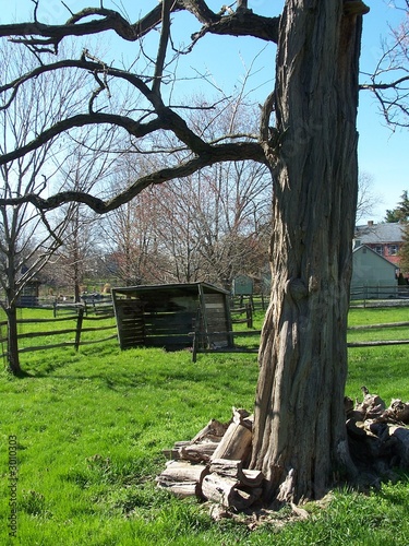 Photo: dead tree dead tree
