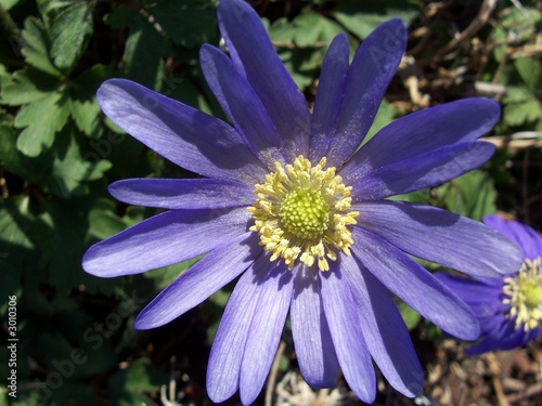 Photo: purple passion purple passion