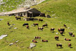 herd of swiss cows in a green field, switzerland