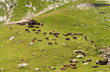 herd of swiss cows in a green field, switzerland