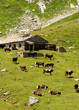 herd of swiss cows in a green field, switzerland
