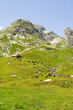 herd of swiss cows in a green field, switzerland