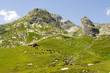 herd of swiss cows in a green field, switzerland