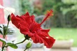 hibiscus hibiscus