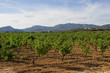 grapes clusters in vineyard