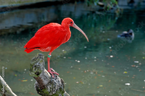 Foto: scarlet ibis scarlet ibis