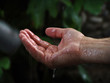 palm