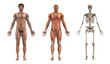 anatomical overlays - adult male - front view