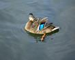 female duck tjorn lake
