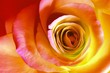 fine rose fine rose
