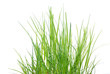 fresh green grass in the sun