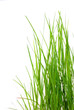 fresh green grass in the sun