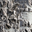 bark of the tree 4