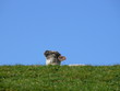 Foto: lamm lamm