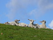 Foto: lämmer lämmer