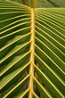 palm leaf
