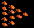 goldfishes