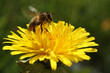 biene im anflug