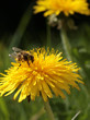 fleissige biene