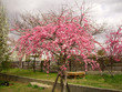 dark pink sakura