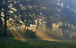 sunshine and forest