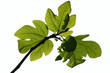feuille