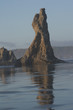 coastal giant #2