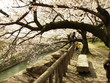 ancient cherry trees