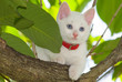 white kitten white kitten