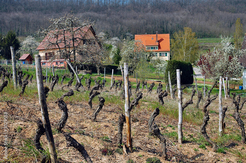 cottages and vineyard in alsace region of france cottages and vineyard in alsace region of france