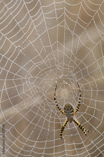 Photo: spider and spider web spider and spider web