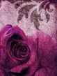 purple rose background