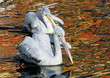 two dalmatian pelican