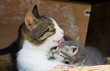 mother's care