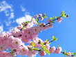 flower pink roses and sky