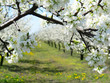 cherry and ploom tree branch in bloom