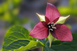 red trillium flower