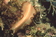 Photo: schwarzsaum-strudelwurm schwarzsaum-strudelwurm