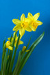 daffodils