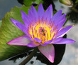 purple blue lotus flower with bee