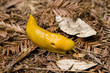 santa cruz mountains banana slug