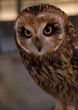 owl