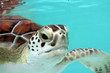 water turtle